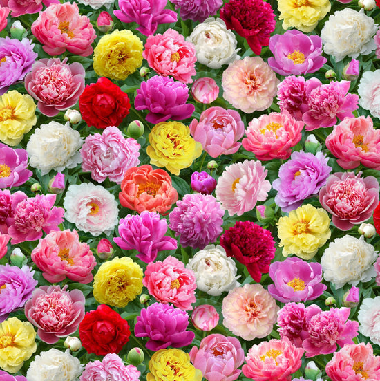 ELIZABETH STUDIO BURST OF COLOR