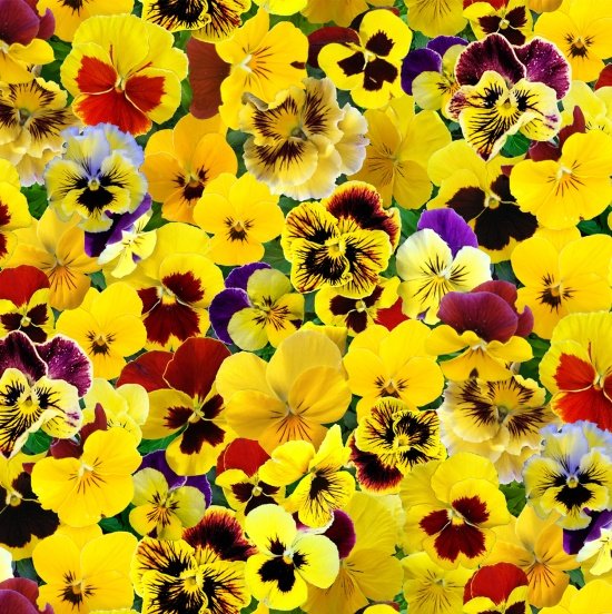 ELIZABETH STUDIO LOVELY PANSIES 560 Yellow Packed Pansies