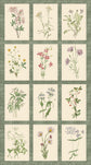 MARCUS FABRICS BOTANICAL JOURNAL COLLECTION BY SMITHSONIAN INSTITUTION C650863P