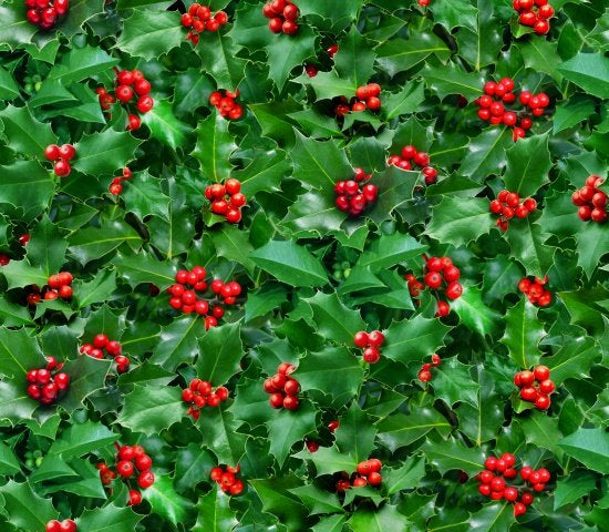 Elizabeth’s Studio Landscape Medley Green Holly & Berries