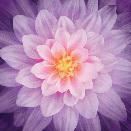 Hoffman Dream Big Floral ORCHID Spectrum Digital Print Panel