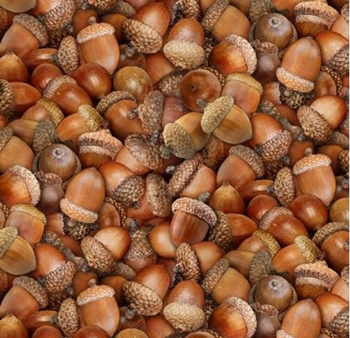 Elizabeth’s Studio Landscape Medley Brown Acorns