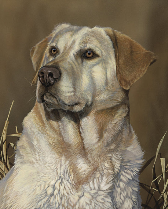 DAVID TEXTILES YELLOW LAB PANEL